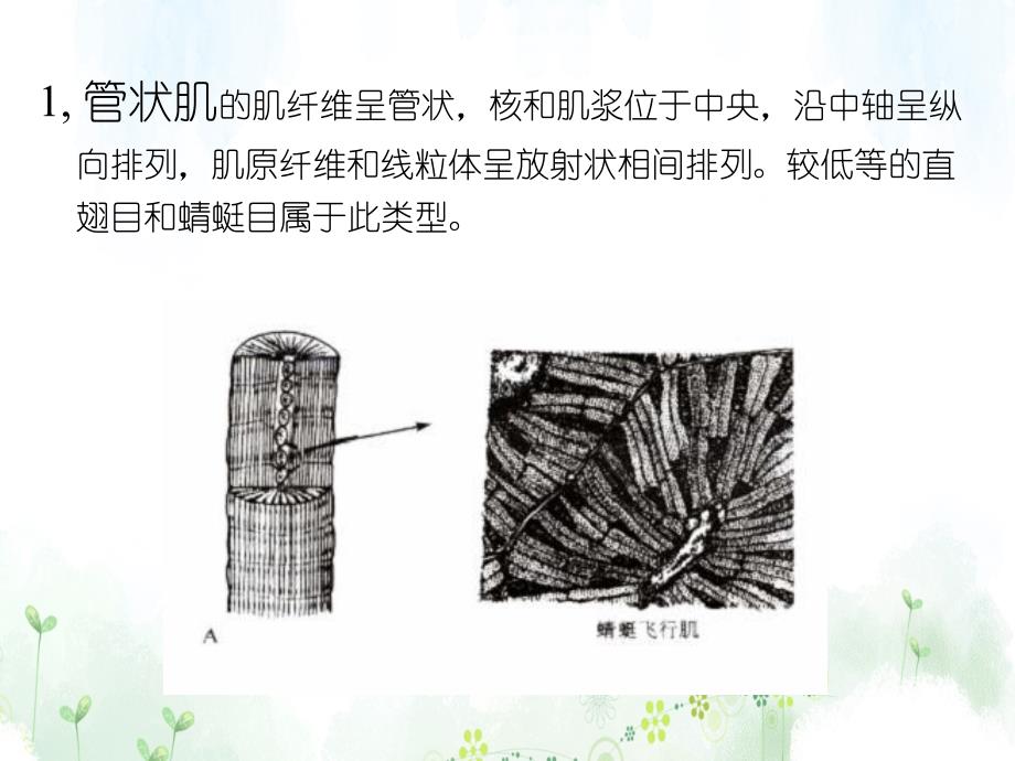 昆虫生理学第十章昆虫运动系统_第4页