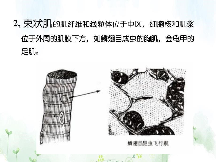 昆虫生理学第十章昆虫运动系统_第5页