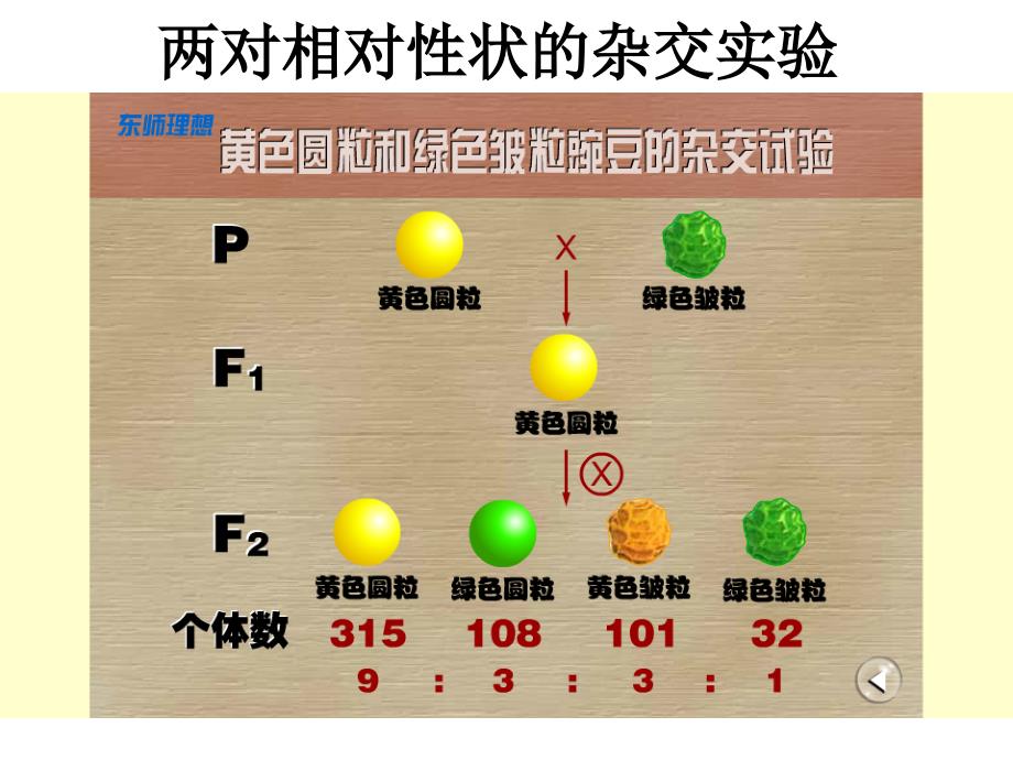 1.2孟德尔的豌豆杂交实验课件6_第2页