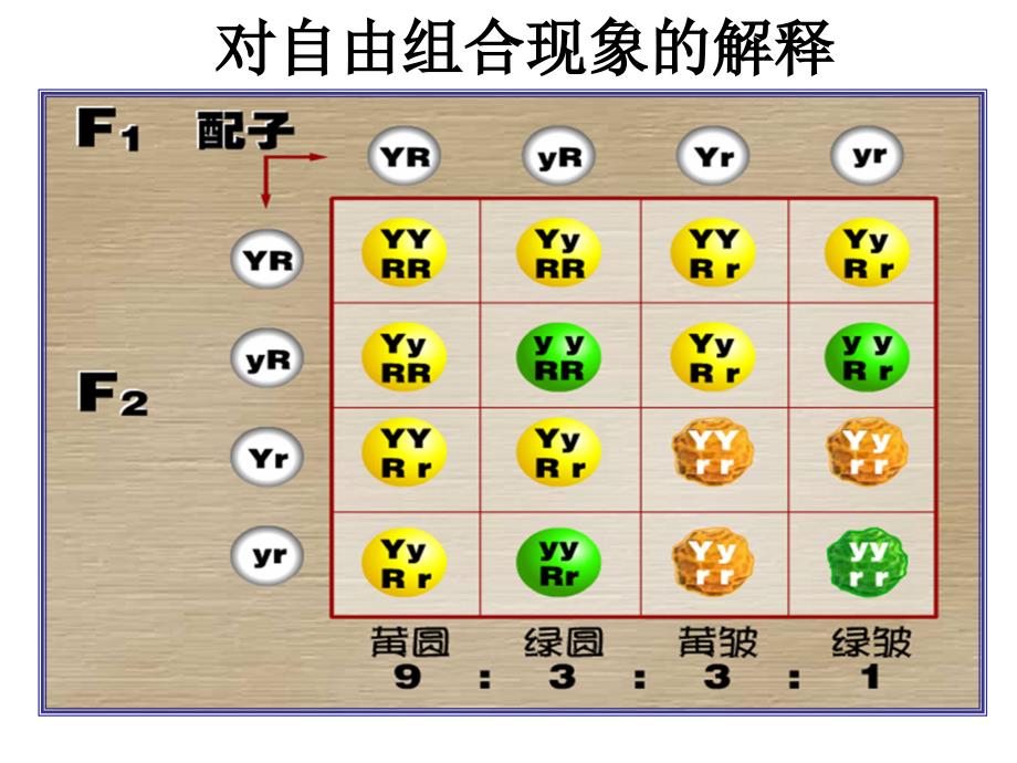 1.2孟德尔的豌豆杂交实验课件6_第3页