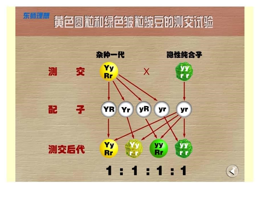 1.2孟德尔的豌豆杂交实验课件6_第5页