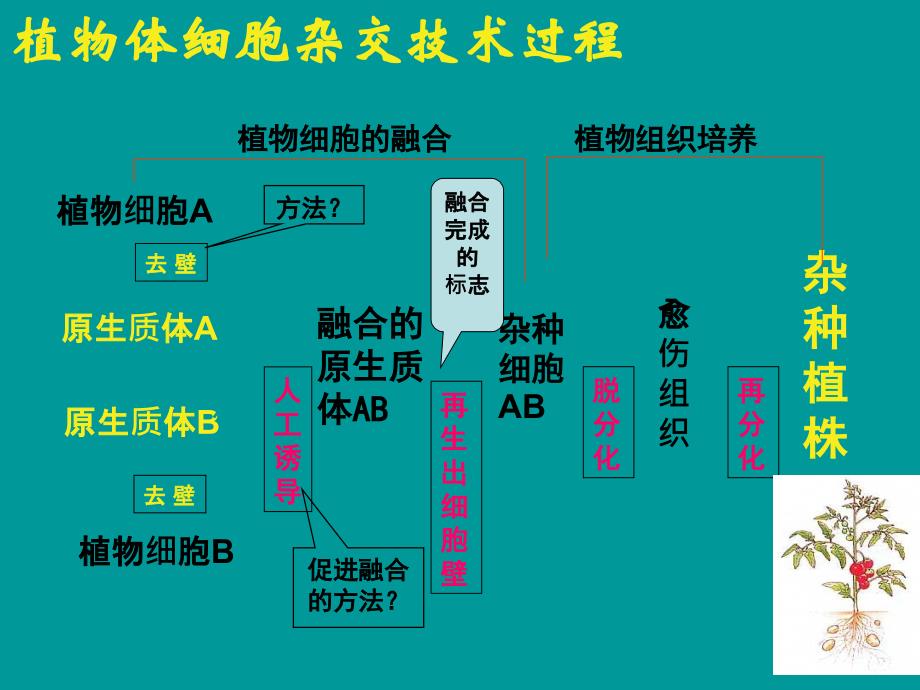 动物细胞融合与单克隆抗体PPT课件_第2页