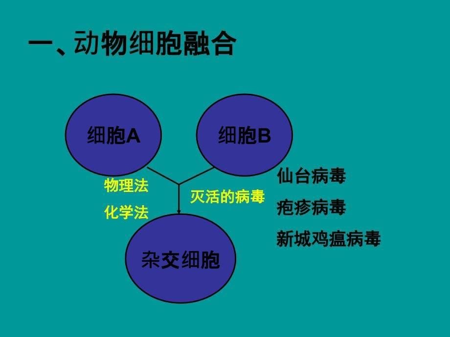 动物细胞融合与单克隆抗体PPT课件_第5页