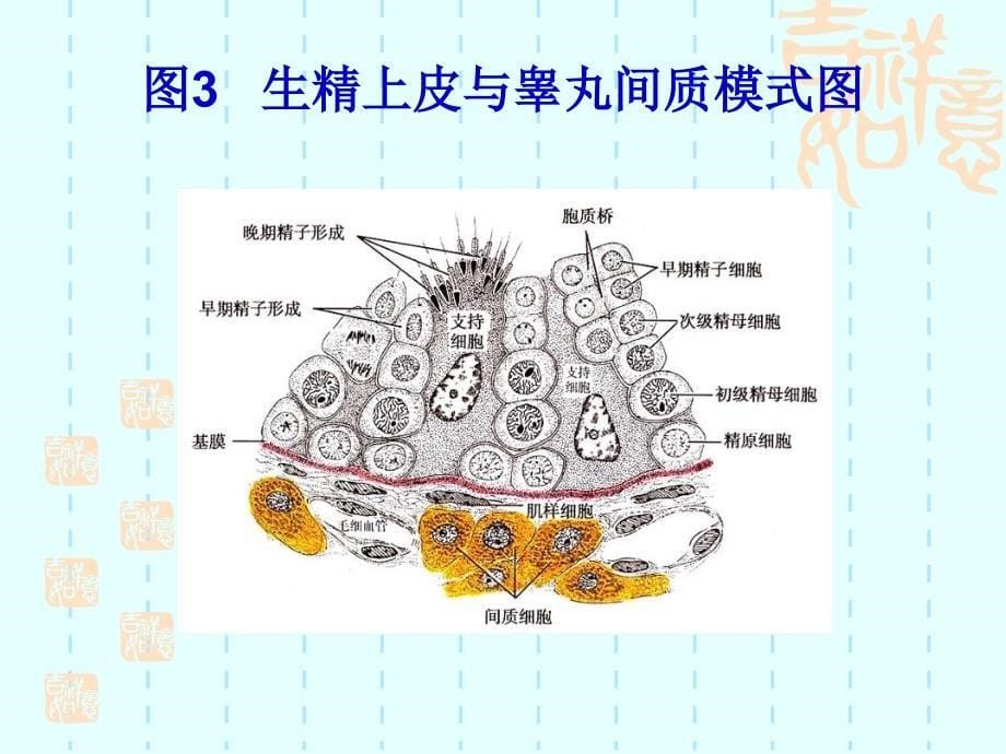 第18章男性生殖系统1_第5页