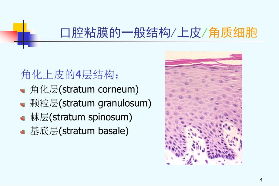 口腔粘膜组织病理.ppt_第4页