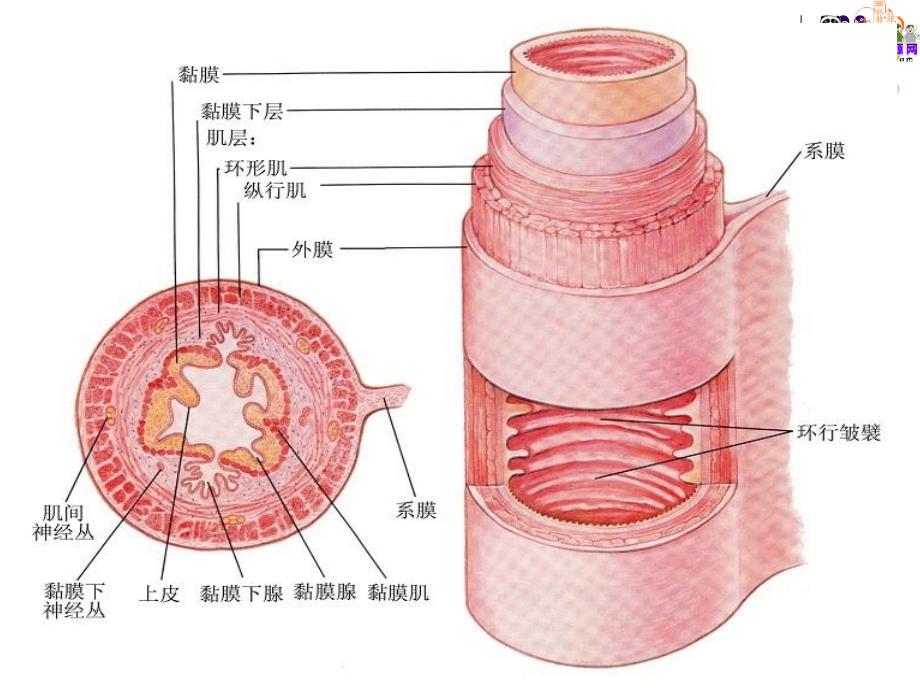 2014畜禽解剖生理学（中农版）教学课件消化系统_第3页