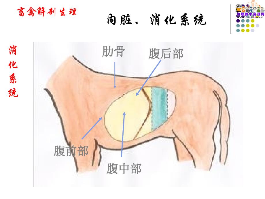 2014畜禽解剖生理学（中农版）教学课件消化系统_第4页