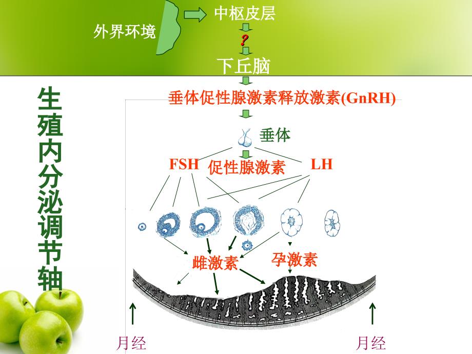 妇产科学教学课件：闭经的诊治-生殖激素测定引导的诊断思路_第2页