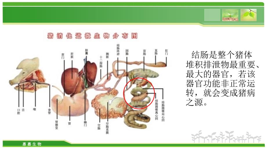 丁酸梭菌与母猪便秘专题_第3页