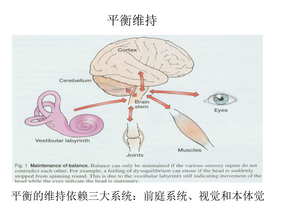 医学教学资料平衡生理于红_第2页