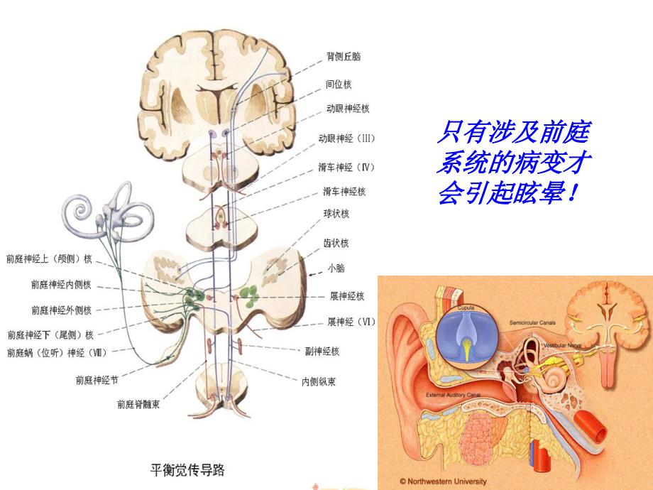 医学教学资料平衡生理于红_第3页