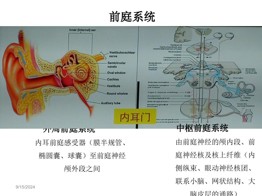 医学教学资料平衡生理于红_第4页