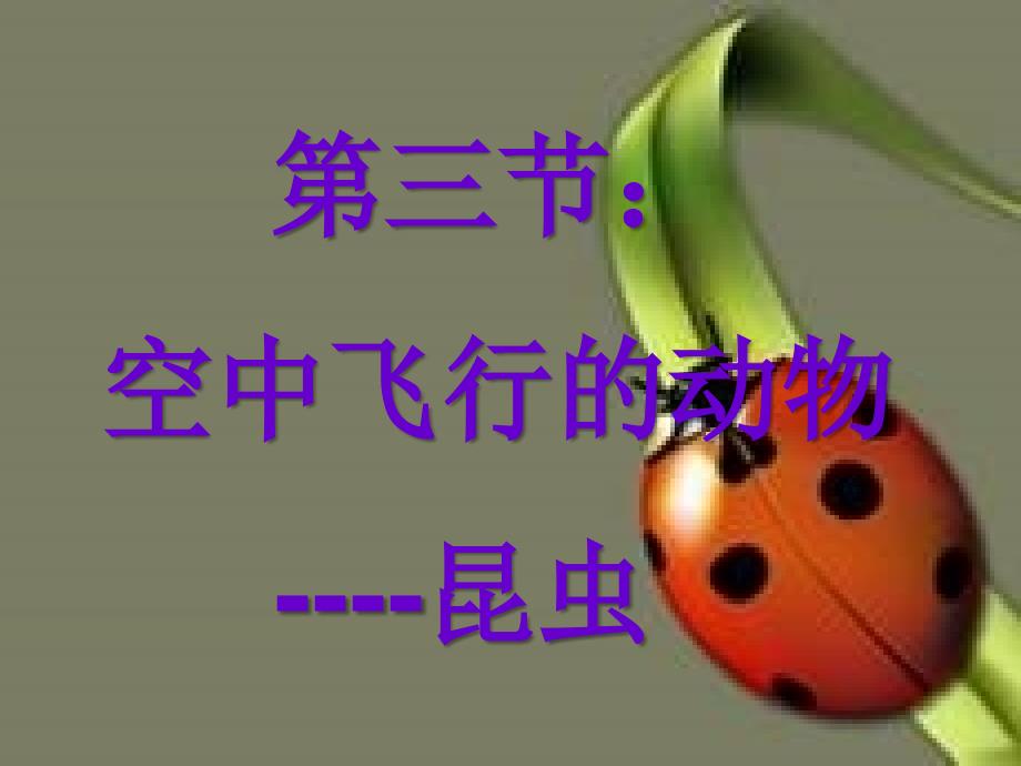 上册空中飞行的动物-昆虫_第1页