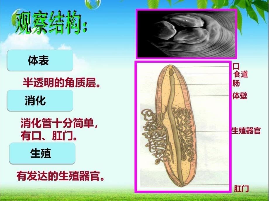 线形动物与环节动物.ppt_第5页