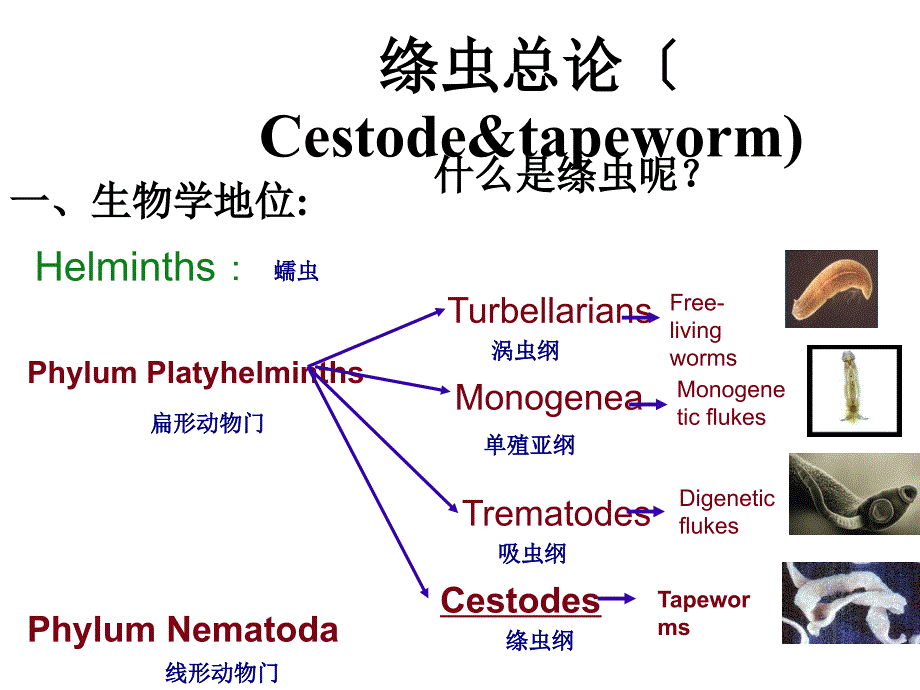 寄生虫-绦虫 课件_第3页