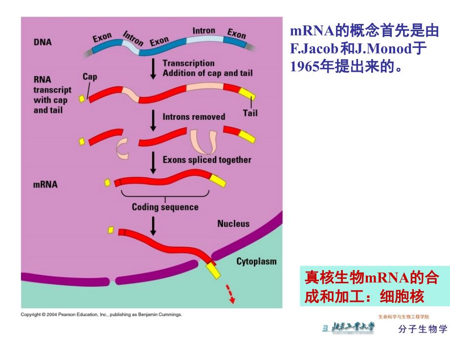 原核生物与真核生物mRNA比较课堂PPT_第3页