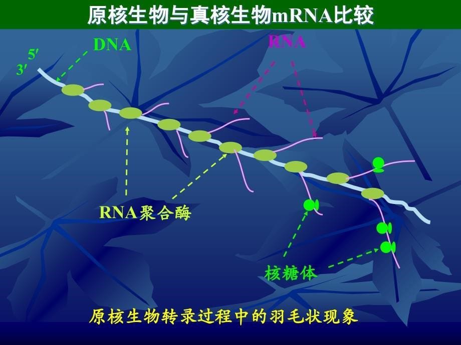 原核生物与真核生物mRNA比较课堂PPT_第5页