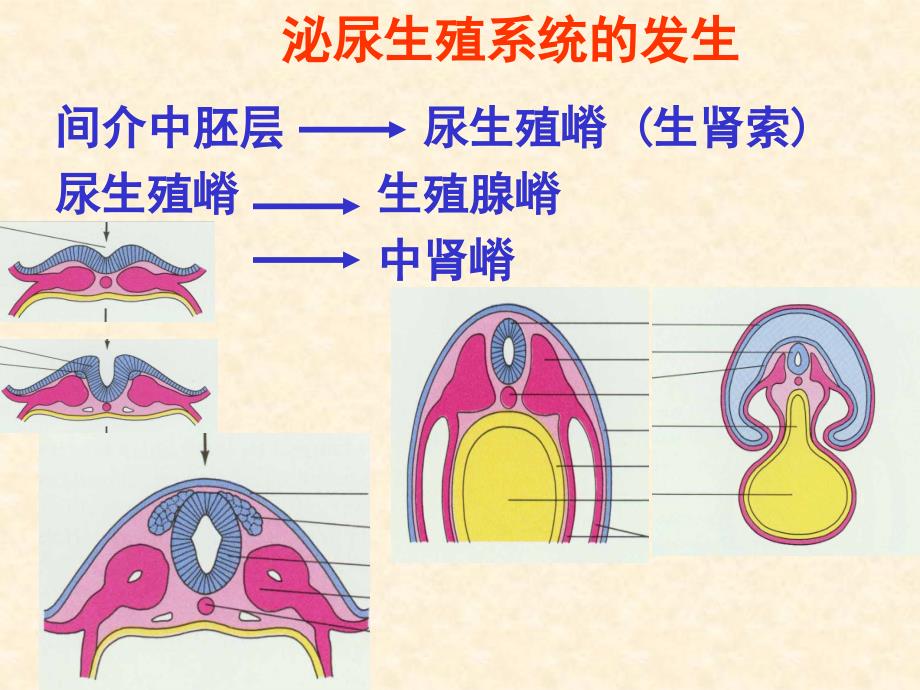 泌尿生殖系统发生PPT课件_第3页