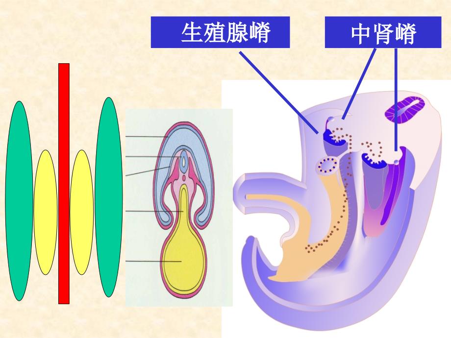 泌尿生殖系统发生PPT课件_第4页