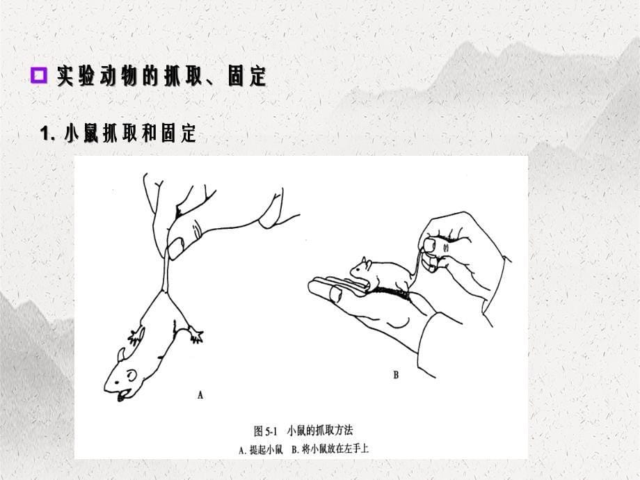 药物毒理学实验实验动物一般操作技术_第5页