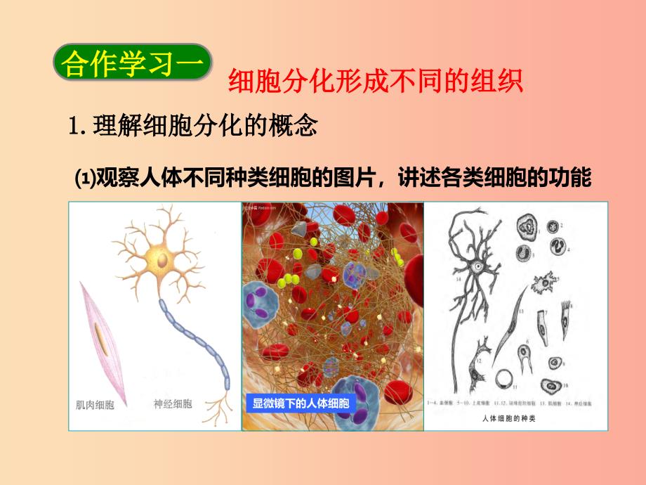 七年级生物上册第二单元第二章第二节动物体的结构层次课件 新人教版.ppt_第2页