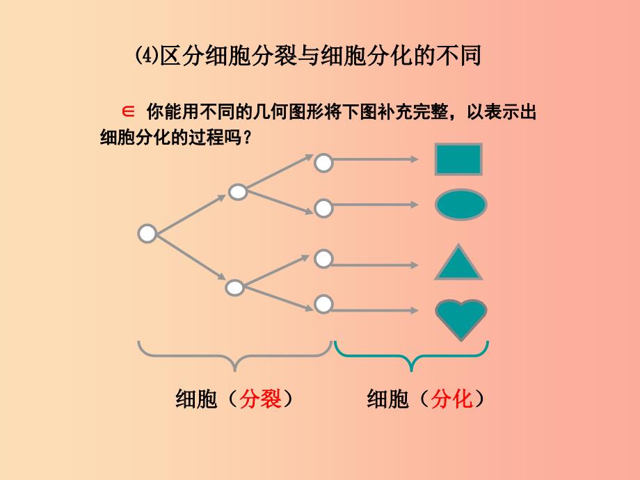 七年级生物上册第二单元第二章第二节动物体的结构层次课件 新人教版.ppt_第4页