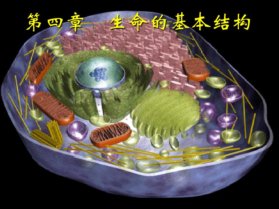 生命的基本结构_第1页