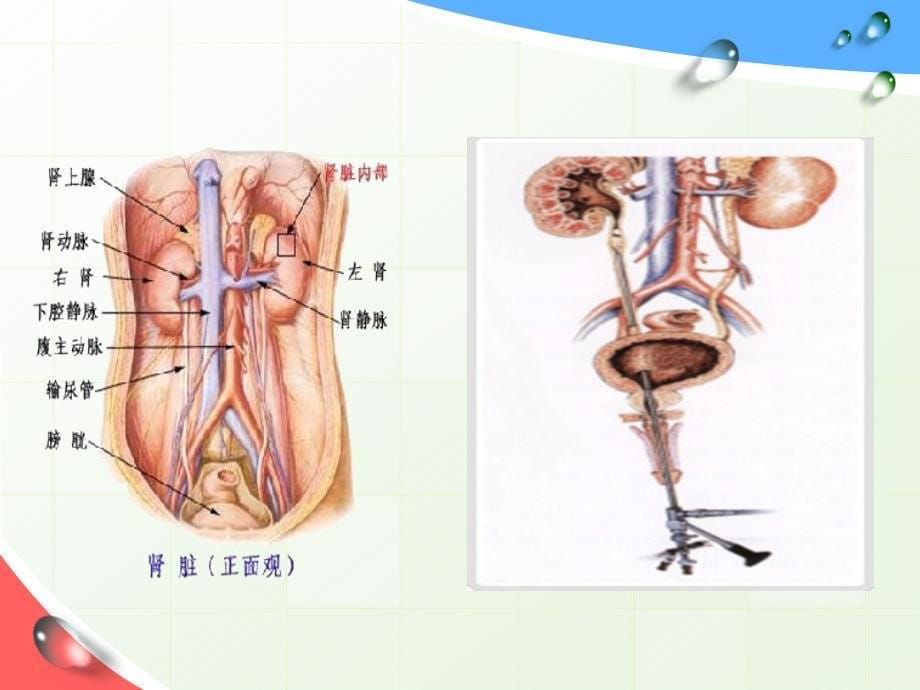 留置双J管的健康指导_第5页