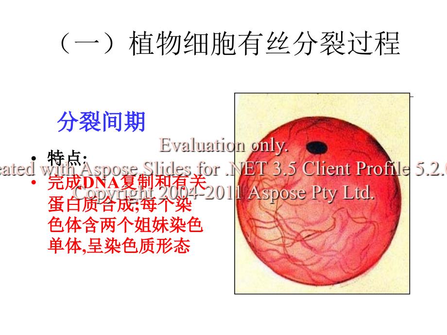 高一历史地理生物高一生物必修有丝分裂_第4页