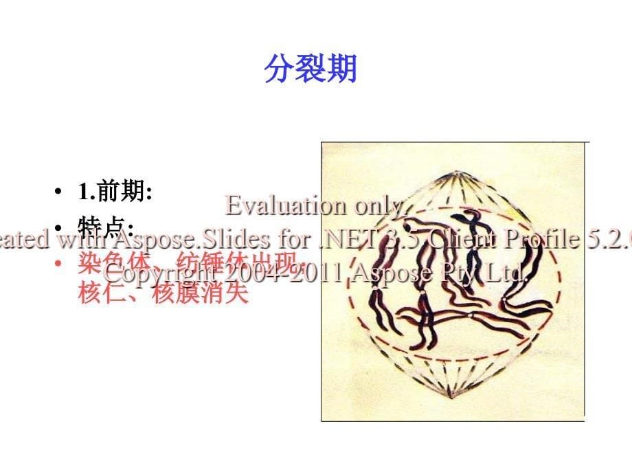 高一历史地理生物高一生物必修有丝分裂_第5页