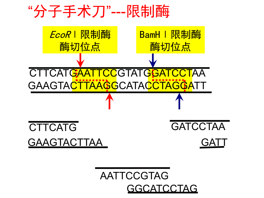 重组技术的基本工具课件_第4页