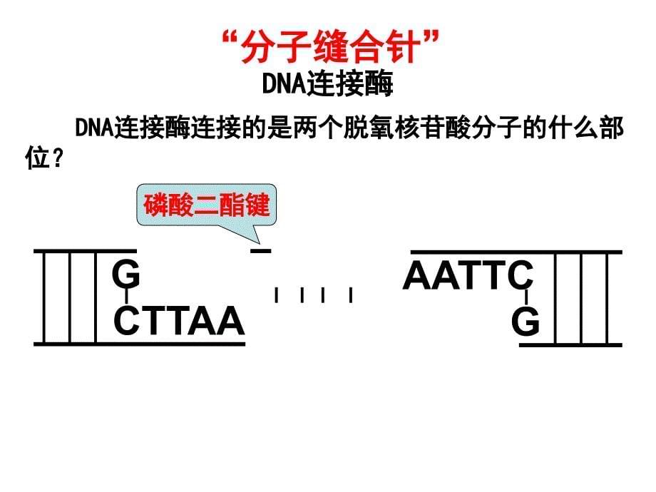 重组技术的基本工具课件_第5页