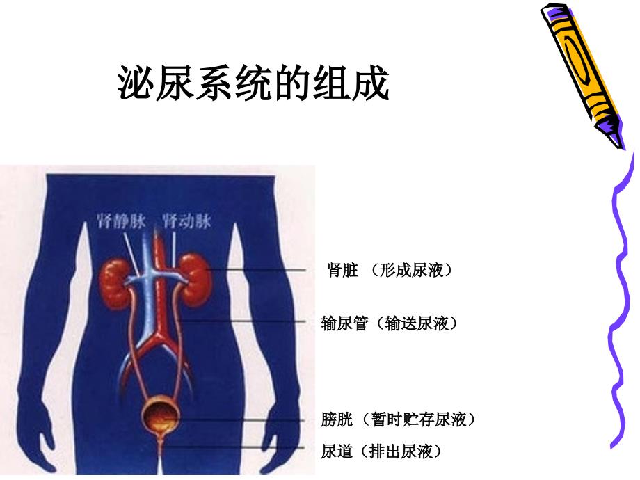 第五章人体内代谢废物的排出_第4页