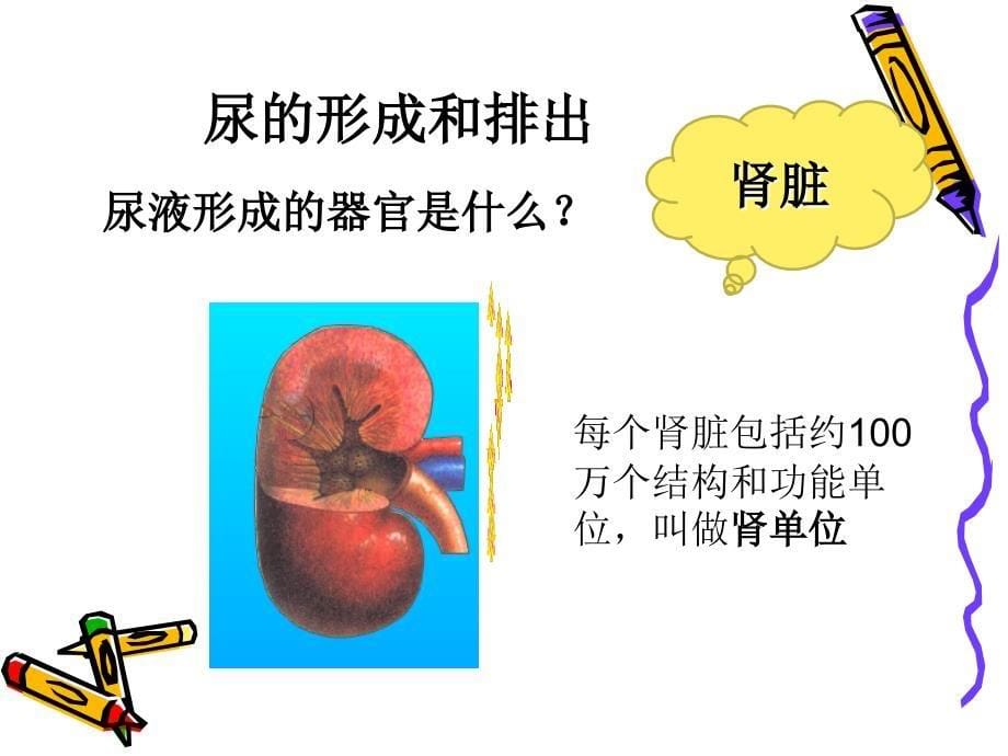 第五章人体内代谢废物的排出_第5页