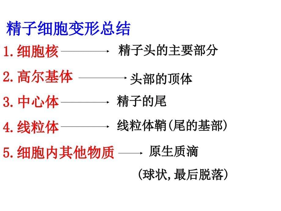 高中生物选修3胚胎工程_第5页