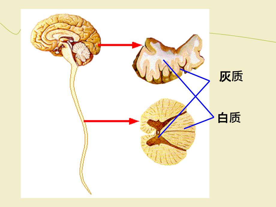 人脑的结构与功能_第2页