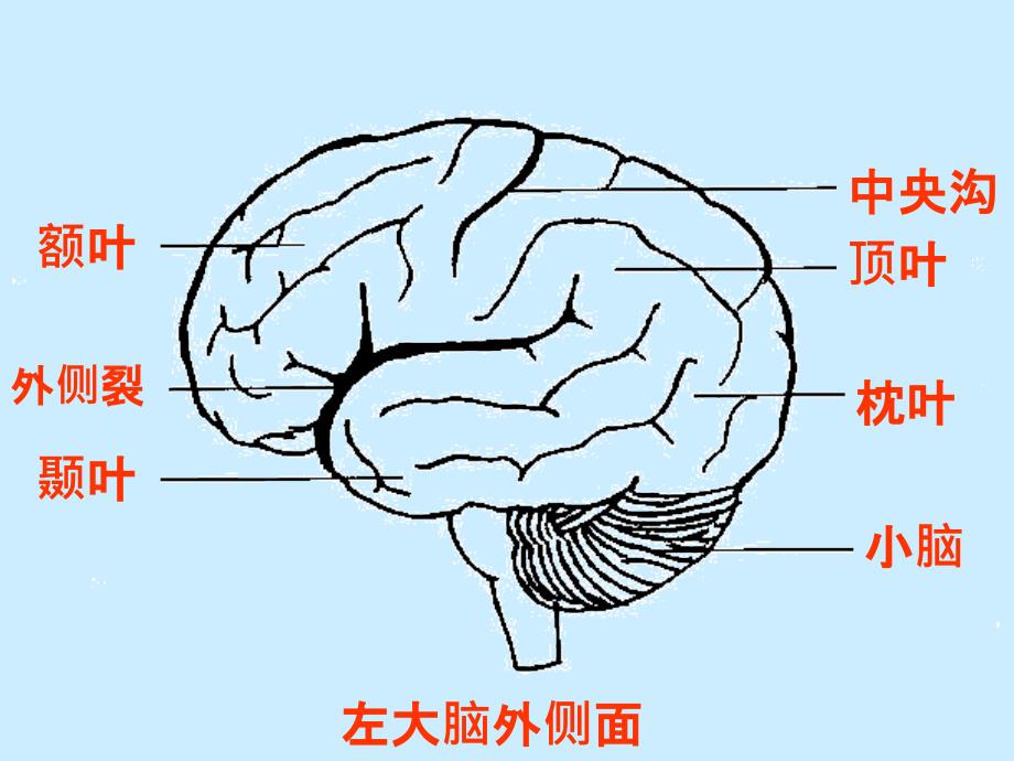 人脑的结构与功能_第4页