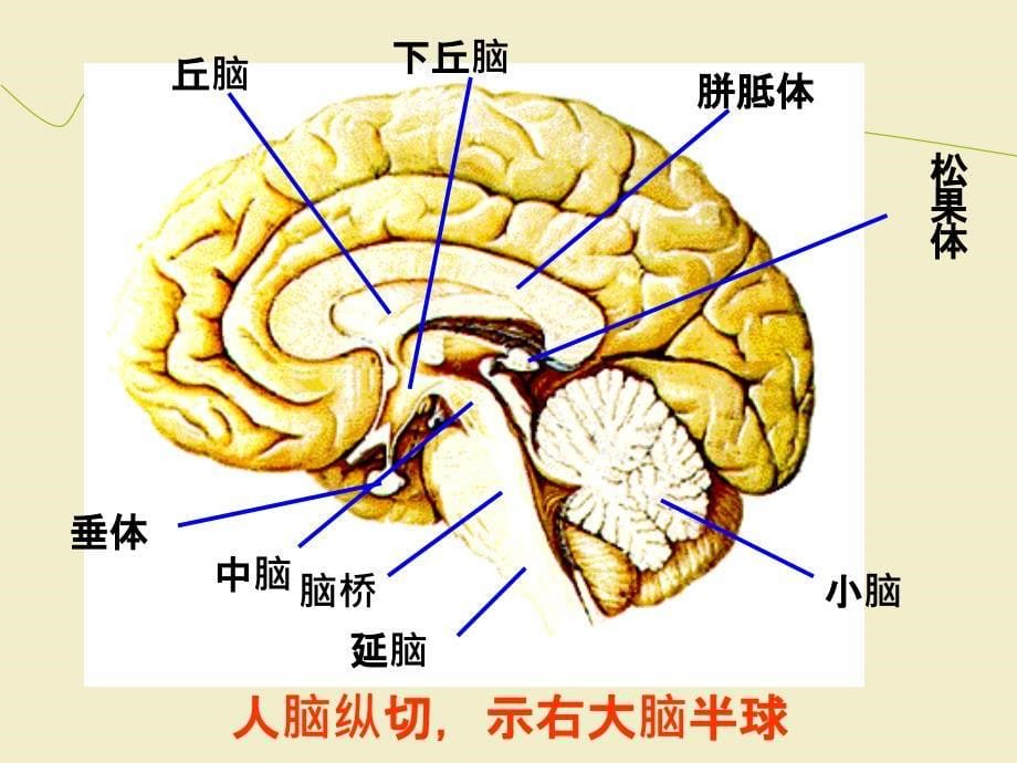 人脑的结构与功能_第5页