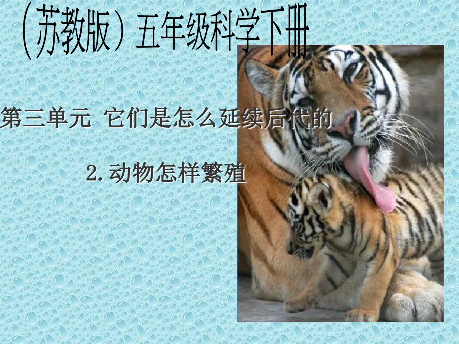 动物怎样繁殖后代的课件_第1页