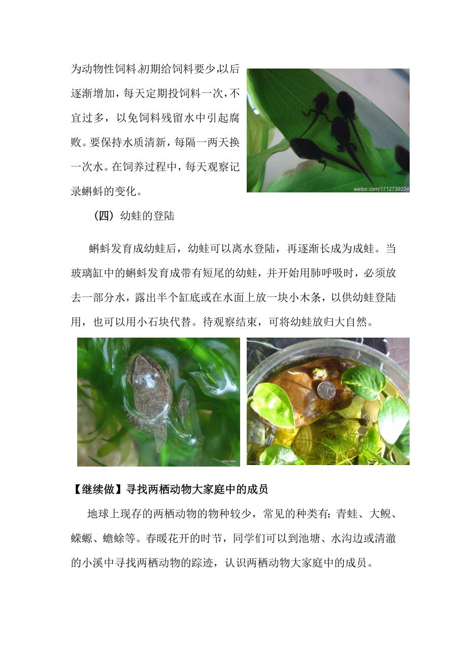 观察蛙的生长发育过程(教育精_第3页