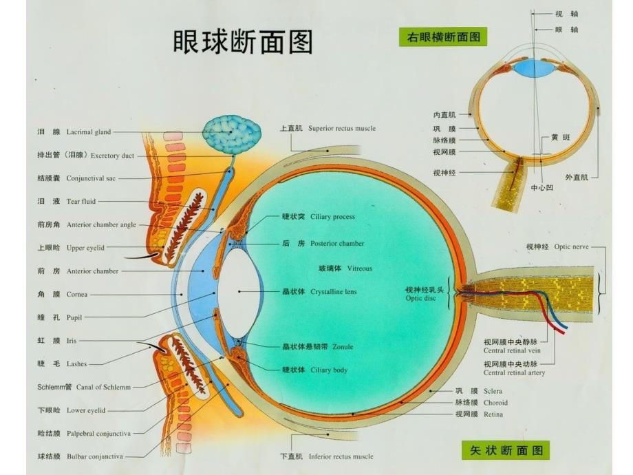 《老年人常见眼病》PPT课件_第3页