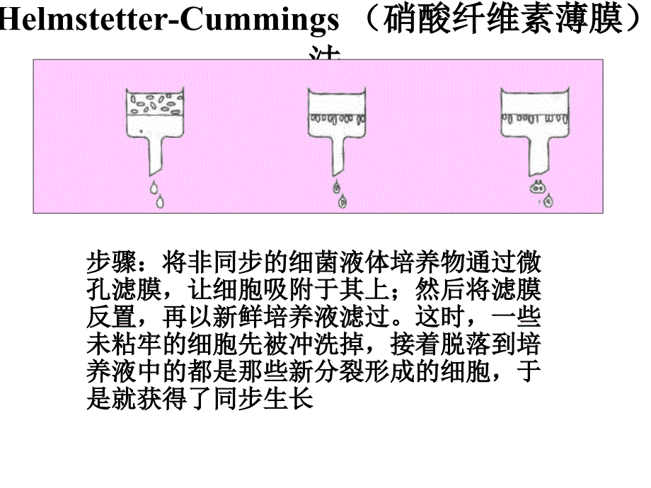 由于微生物细胞极其微小研究其个体生长存在着技术上的困_第3页