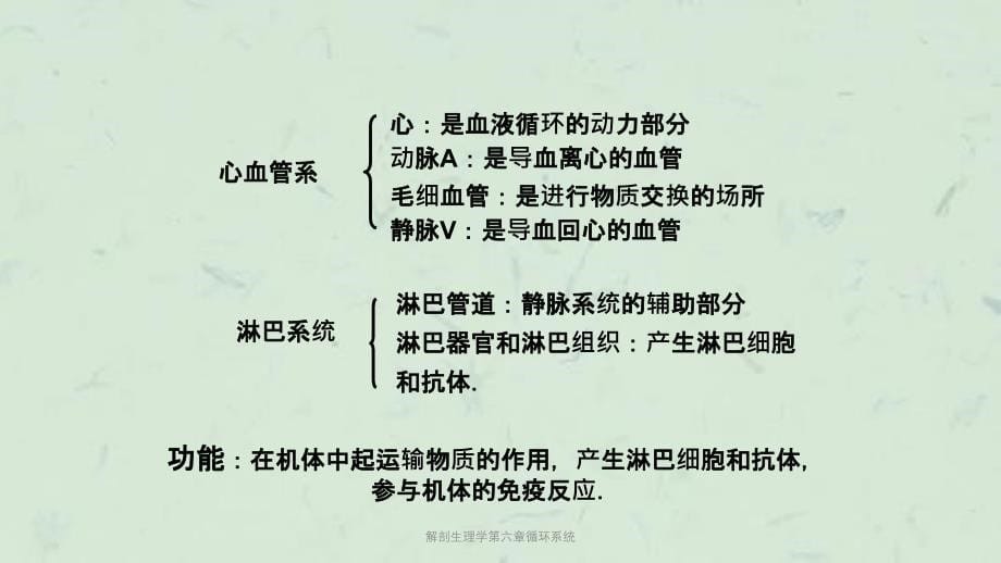 解剖生理学第六章循环系统课件_第5页