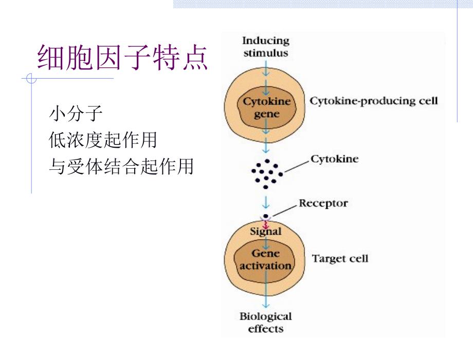 医学免疫学课件：05细胞因子_第2页