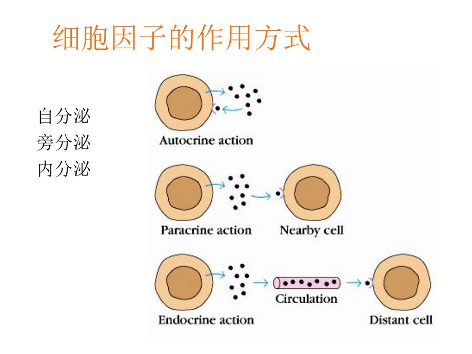 医学免疫学课件：05细胞因子_第3页