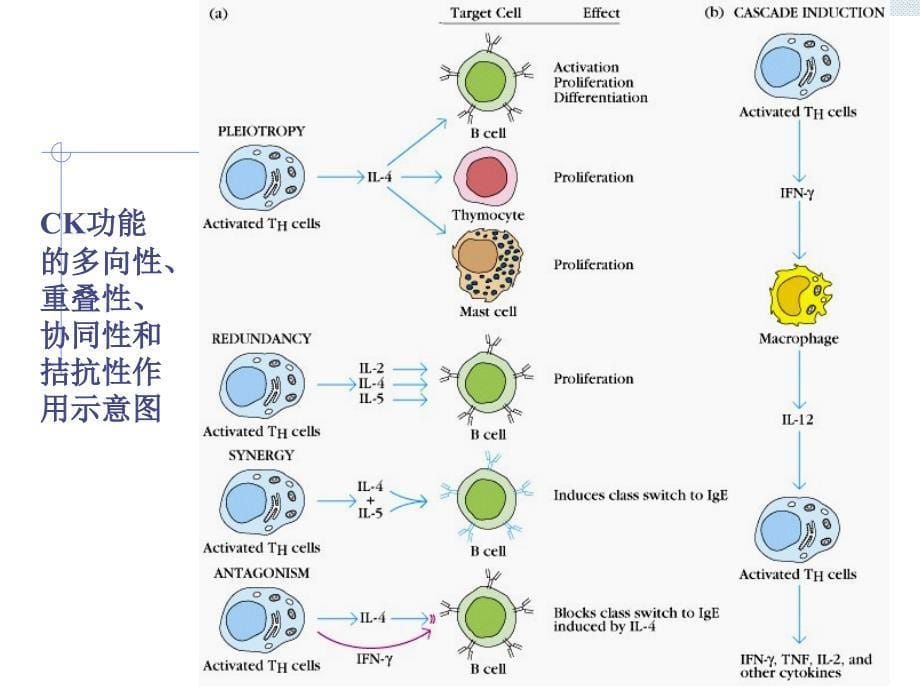 医学免疫学课件：05细胞因子_第5页