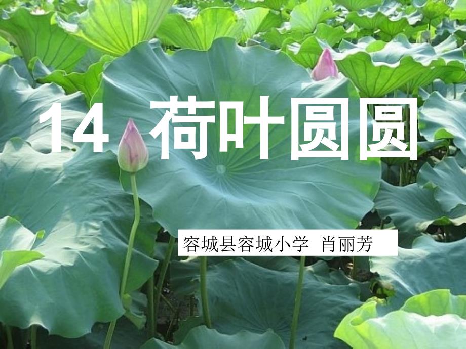 《荷叶圆圆》课件 (2)_第1页