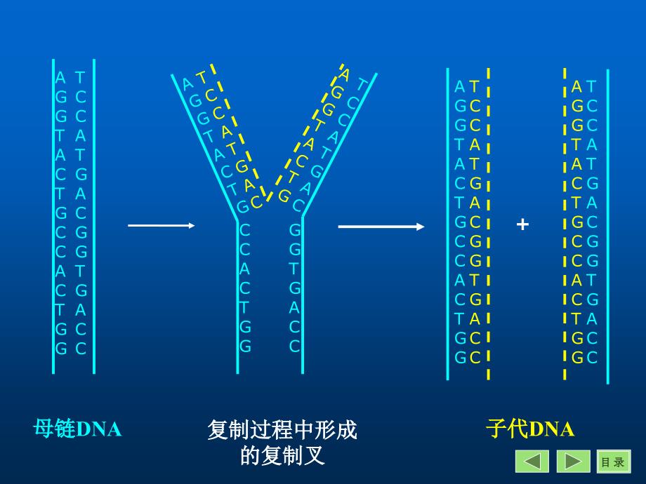 遗传信息的复制PPT课件_第4页