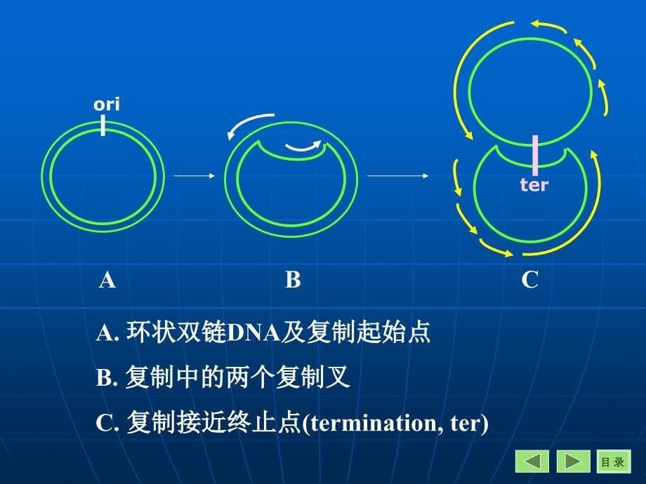 遗传信息的复制PPT课件_第5页