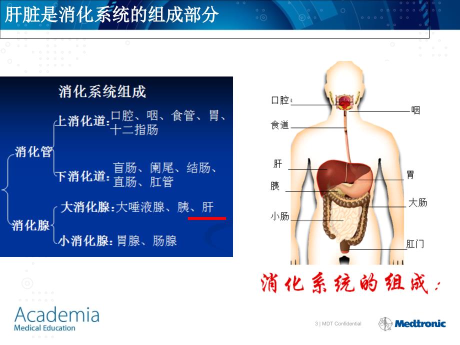 肝脏的基本解剖及分段修改_第3页